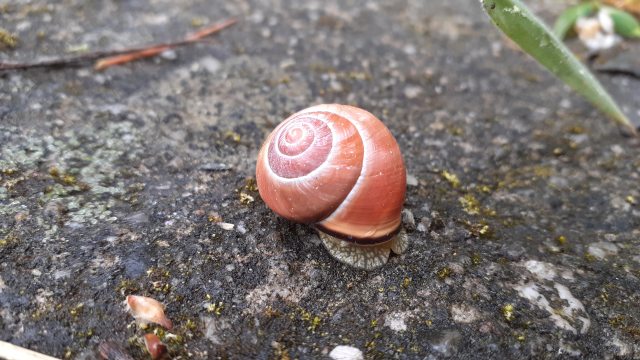  Escargot